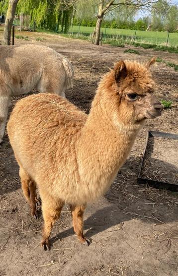 Alpaca hengstje 18/07/2024, Dieren en Toebehoren, Mannelijk