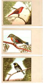 SLUIS BIRDFOOD WEESP - OISEAUX - 3 CARTES POSTALES, Verzamelen, Postkaarten | Dieren, 1960 tot 1980, Ongelopen, Vogel, Ophalen of Verzenden