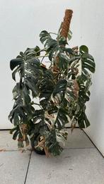 Grote Monstera Variegata, Ophalen
