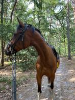 allround merrie, Dieren en Toebehoren, Merrie, L