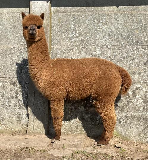 Prachtige bijna dekrijpe alpaca hengst, Dieren en Toebehoren, Overige Dieren, Mannelijk