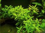 Aquariumplant - Hygrophila Polysperma (Belgisch groen), Enlèvement ou Envoi, Comme neuf