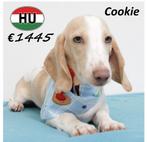Cookie, Kortharige Teckel, zoekt een lieve baas, Dieren en Toebehoren, Honden | Teckels en Dashonden, 15 weken tot 1 jaar, CDV (hondenziekte)