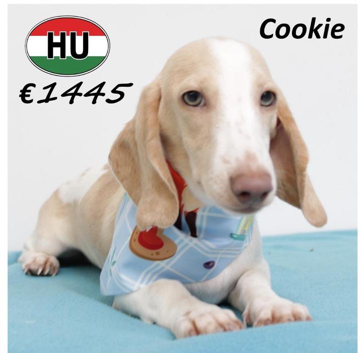 Cookie, Kortharige Teckel, zoekt een lieve baas, Dieren en Toebehoren, Honden | Teckels en Dashonden, Reu, Korthaar, Dwerg, Handelaar