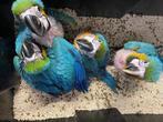 Te reserveren blauwgele ara, Dieren en Toebehoren, Geslacht onbekend, Papegaai, Pratend