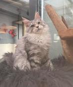 Maine coon, Dieren en Toebehoren, Poes, Gechipt, 0 tot 2 jaar