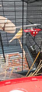 Vogel te koop, Dieren en Toebehoren, Vogels | Parkieten en Papegaaien