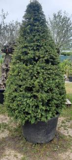 Taxus kegel, Tuin en Terras, Ophalen