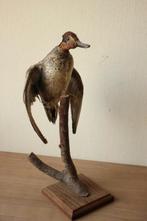 Taxidermie opgezette eend, Verzamelen, Ophalen of Verzenden, Gebruikt