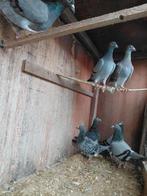 Duiven, Dieren en Toebehoren, Vogels | Duiven