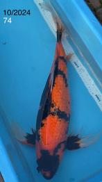 KOI - Ginrin Butterfly Hi Utsuri, Karper of Koi