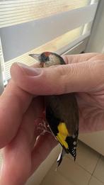 Femelle parva, Dieren en Toebehoren, Vogels | Overige Vogels, Vrouwelijk