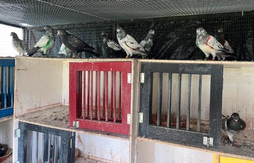 10 jongens Pakistaanse hoogvlieger 1A kwaliteit oude bloed, Dieren en Toebehoren, Vogels | Duiven