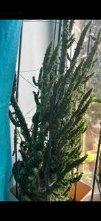 Cactus à vendre différente tailles, Ophalen, Zo goed als nieuw