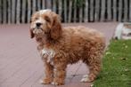 Prachtige cockapoo pups, Dieren en Toebehoren, Honden | Retrievers, Spaniëls en Waterhonden, België, Overige rassen, CDV (hondenziekte)