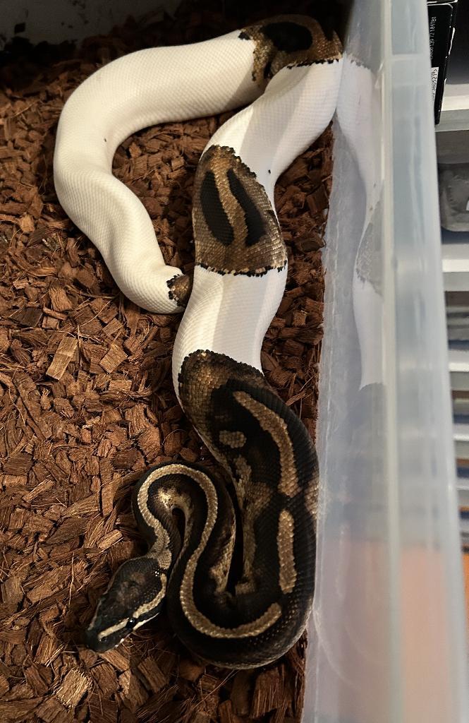 1.0 ballpython - piebald, Dieren en Toebehoren, Reptielen en Amfibieën, Slang, 3 tot 6 jaar, Tam
