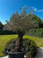 Olijfboom Olea Europea - 270 cm, Enlèvement, Plein soleil, Olivier, 250 à 400 cm