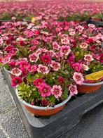 Saxifraga in verschillende kleuren, Ophalen, Vaste plant, Halfschaduw