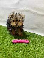 Yorkshire terrier pups, Dieren en Toebehoren, Honden | Jack Russells en Terriërs, Yorkshire Terriër, 15 weken tot 1 jaar, Buitenland