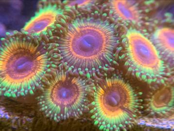 Zoanthus-Montipora