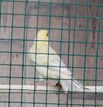 Geel agaat mozaiek kanaries, Dieren en Toebehoren, Vogels | Kanaries