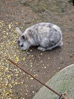 Buiten konijn, Dieren en Toebehoren, 0 tot 2 jaar