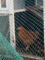 Brahma colombia buff 2 jonge hennen, Dieren en Toebehoren, Pluimvee, Vrouwelijk, Kip