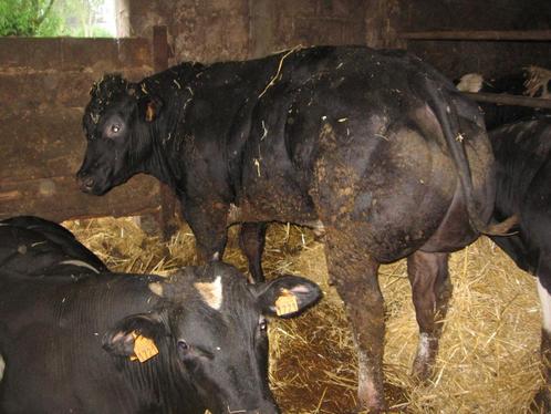Dekstier zoon van Cargo  en 2 zonen van Oulare., Dieren en Toebehoren, Runderen, Mannelijk, 0 tot 2 jaar