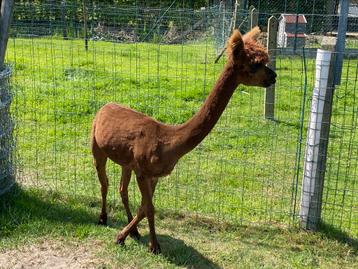 Alpaca merrie 2.5 j beschikbaar voor biedingen