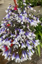 50 zaden Agapanthus Fireworks Paars wit, Ophalen of Verzenden