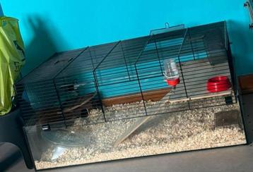 Hamster met kooi te koop  beschikbaar voor biedingen