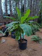 bananen planten, Tuin en Terras, Ophalen of Verzenden