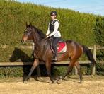 13j grote ruin, Dieren en Toebehoren, Paarden, Ruin