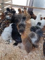 poule soie et autres races 4+1 gratuit 0499/082381, Femelle, Poule ou poulet