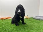 Nestje Engelse Cocker Spaniel pups, België, CDV (hondenziekte), 8 tot 15 weken, Meerdere