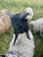 Ouessant ramlam, Dieren en Toebehoren, Schapen, Geiten en Varkens, Mannelijk, Schaap, 0 tot 2 jaar