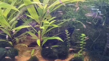 Jonge ras guppy's te koop! beschikbaar voor biedingen