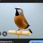 Gordelgrasvinken pop, Vrouwelijk, Tropenvogel