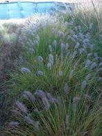 Siergras Pennisetum lampepoetsersgras, Tuin en Terras, Ophalen, Volle zon, Vaste plant, Siergrassen