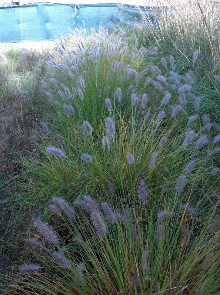 Gazon ornemental Pennisetum lamppolisher grass, Jardin & Terrasse, Plantes | Jardin, Plante fixe, Graminées ornementales, Plein soleil