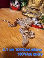 Na kweek 25, Dieren en Toebehoren, Reptielen en Amfibieën