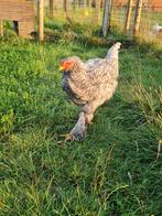 Mooie brahma koekoek haan zoekt een nieuwe thuis, Dieren en Toebehoren, Pluimvee, Mannelijk, Kip