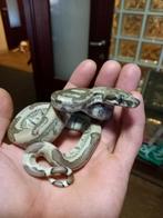 0.1 ghost 100% het albino kahl, Dieren en Toebehoren