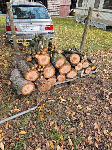 Gezaagde vogelkers brandhout beschikbaar voor biedingen