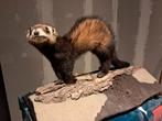 Opgezette bunzing. Taxidermie dieren landelijk, Collections, Collections Animaux, Enlèvement ou Envoi, Comme neuf, Animal sauvage
