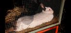 Californian rammelaar, Dieren en Toebehoren