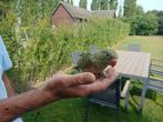 Jonge halsbandparkieten om handtam te maken, Dieren en Toebehoren, Vogels | Parkieten en Papegaaien, Geslacht onbekend, Parkiet