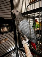 Grijze Roodstaart Papegaai, Dieren en Toebehoren, Mannelijk, Papegaai, Geringd