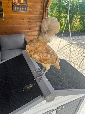 Padua hennen 2 x, Poule ou poulet