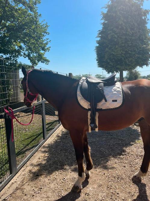 Norton veelzijdigheid zadel, Dieren en Toebehoren, Paarden en Pony's | Hoofdstellen en Tuigage, Zo goed als nieuw, Recreatie, Ophalen of Verzenden